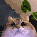 modCheck animated emote