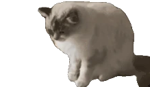DIESOFCRINGE emote
