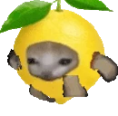 lemoncatrun emote