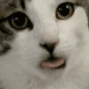 catlick emote
