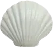 white_seashell emote