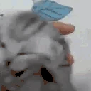 INSANEKITTY emote