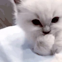 kotik emote