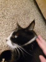 sparkysniff emote