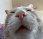 bus emote