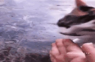 deal emote