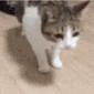 Cat_Falling emote