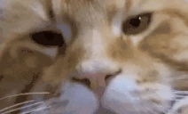 xeh emote