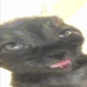 bluh emote