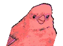 partyannoyedbirdParrot emote