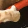 catThumb emote