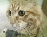 420cat emote