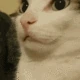 catboop emote