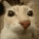 dosecrazy emote