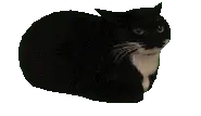 spinning_cat emote