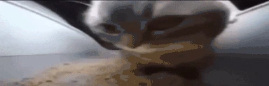chipi emote
