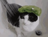 BRORIsTotalyChillingWhileTakingBath emoji