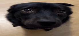 dog emoji