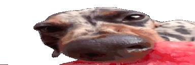 MelooooooooonDog emote
