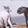 cat_fight emote