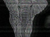 slon emote