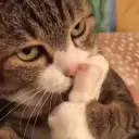 feet emote