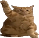 catHey emote