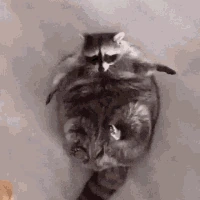raccoon_bread emote