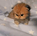 annoyed emote