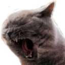 LETSFUCKINGMEOW emote