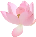 pink_flowers emote