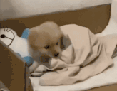 Snuggles animated emote
