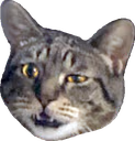 saywhat emote