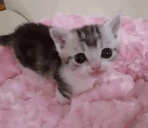 cutecatchillingonpinkblanket emoji