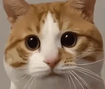 oi emote