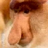 monke emote