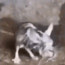 RatLookingSussyAndCold emoji