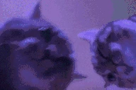 catRave emote