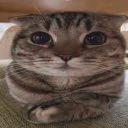pon emote
