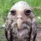 wet_owl emote