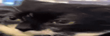 oooooooooolrite animated emote