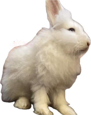 whitebunnyofjessy emote