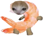shrimpCat emote