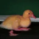 GOOOOO emote