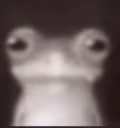 FROG emote
