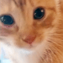 miau animated emote