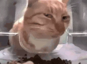 JUDGE emote
