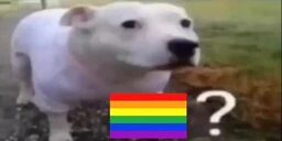 Gayge emote