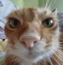 CatStare emote