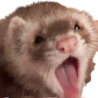 Ferret_yawn emote
